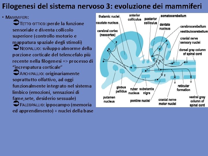 Filogenesi del sistema nervoso 3: evoluzione dei mammiferi • MAMMIFERI: ÜTETTO OTTICO: perde la