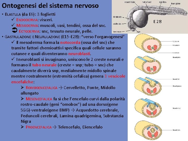 Ontogenesi del sistema nervoso • BLASTULA (da E 6): 3 foglietti ü ENDODERMA: visceri.