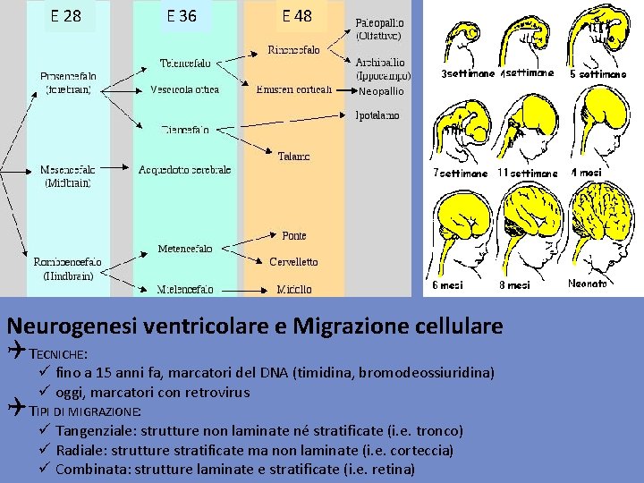 E 28 E 36 E 48 Neopallio Neurogenesi ventricolare e Migrazione cellulare QTECNICHE: ü