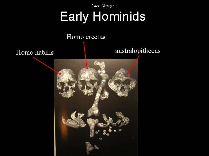 Our Story: Early Hominids Homo erectus Homo habilis australopithecus 