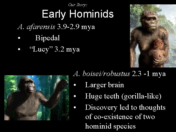 Our Story: Early Hominids A. afarensis 3. 9 -2. 9 mya • Bipedal •