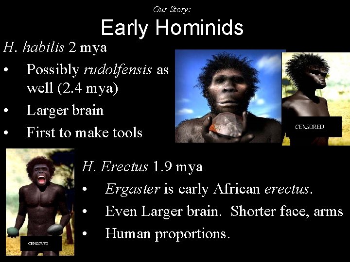 Our Story: Early Hominids H. habilis 2 mya • Possibly rudolfensis as well (2.