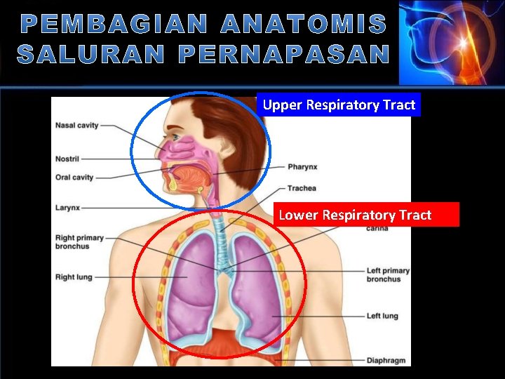 Upper Respiratory Tract Lower Respiratory Tract 