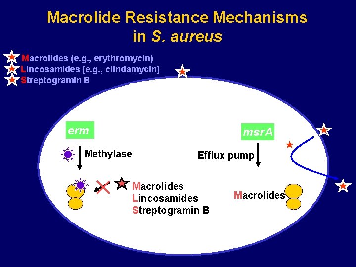 Macrolide Resistance Mechanisms in S. aureus Macrolides (e. g. , erythromycin) Lincosamides (e. g.