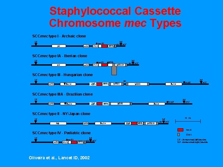 Staphylococcal Cassette Chromosome mec Types SCCmec type I - Archaic clone LJ D mec.