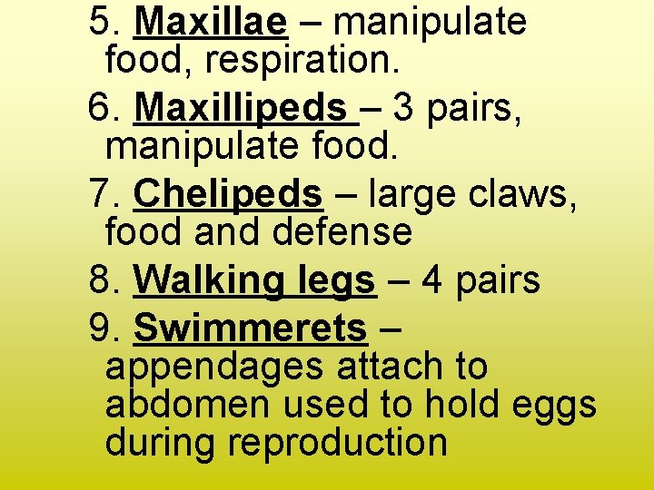 5. Maxillae – manipulate food, respiration. 6. Maxillipeds – 3 pairs, manipulate food. 7. 5. Maxillae – manipulate food, respiration. 6. Maxillipeds – 3 pairs, manipulate food. 7.