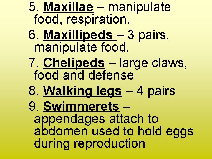 5. Maxillae – manipulate food, respiration. 6. Maxillipeds – 3 pairs, manipulate food. 7.