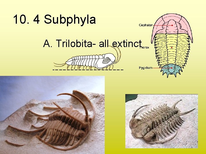 10. 4 Subphyla A. Trilobita- all extinct 10. 4 Subphyla A. Trilobita- all extinct