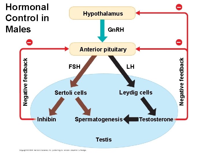 Hormonal Control in Males – Hypothalamus Gn. RH – – FSH LH Leydig cells