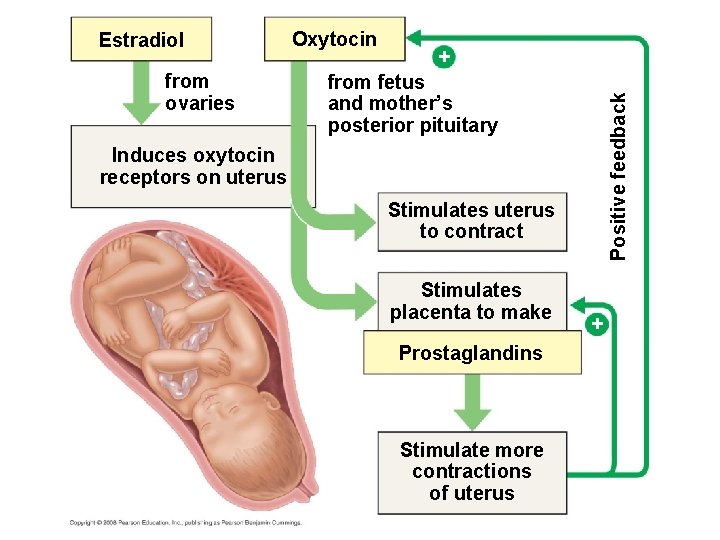 from ovaries Oxytocin + from fetus and mother’s posterior pituitary Positive feedback Estradiol Induces