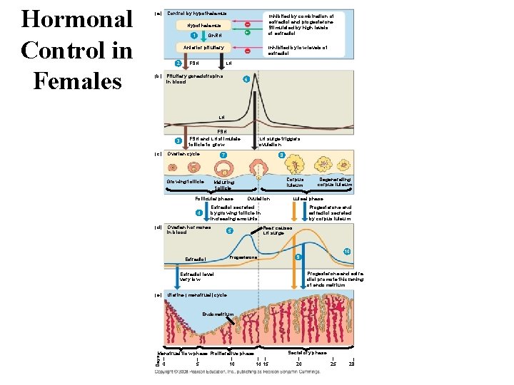 Hypothalamus – Gn. RH + Inhibited by combination of estradiol and progesterone Stimulated by