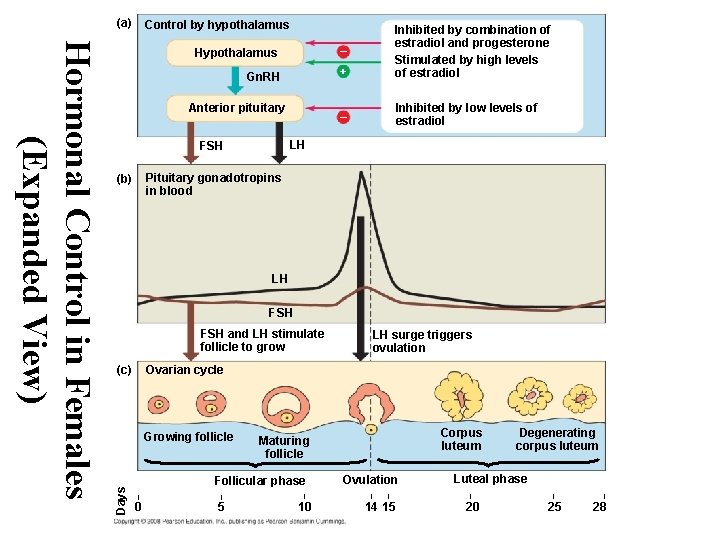 (a) Control by hypothalamus – Gn. RH + – Inhibited by low levels of