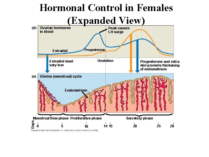 Hormonal Control in Females (Expanded View) (d) Ovarian hormones in blood Estradiol Peak causes