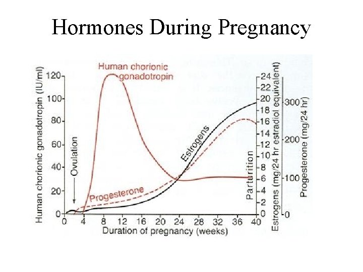 Hormones During Pregnancy 