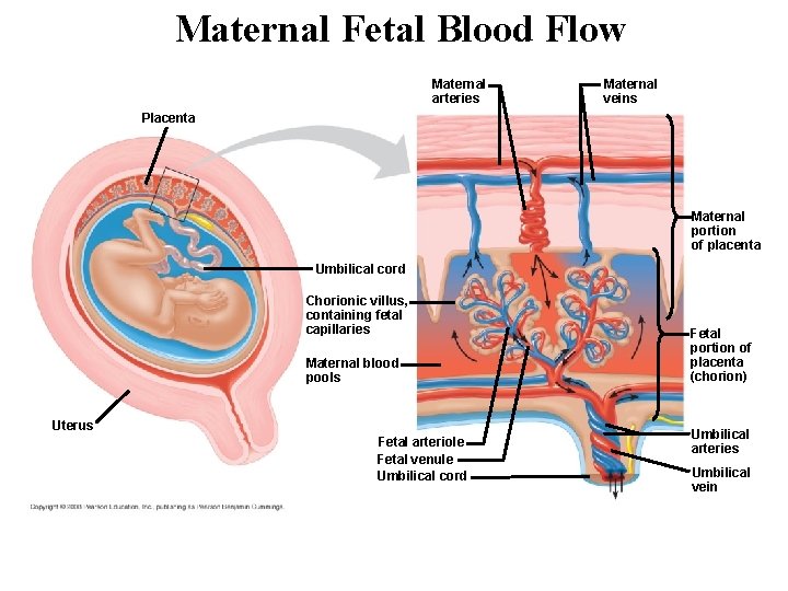 Maternal Fetal Blood Flow Maternal arteries Maternal veins Placenta Maternal portion of placenta Umbilical