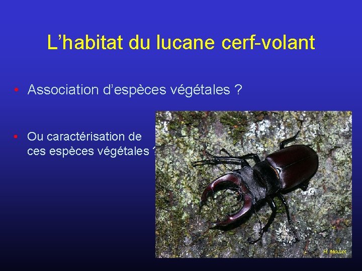 L’habitat du lucane cerf-volant • Association d’espèces végétales ? • Ou caractérisation de ces