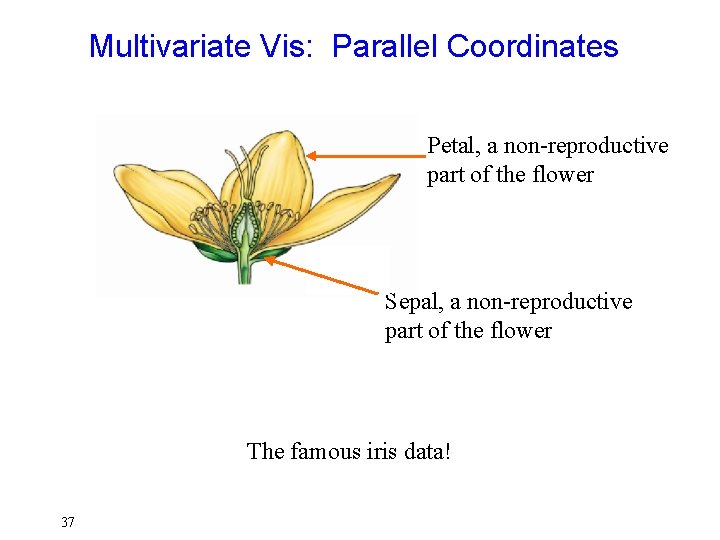 Multivariate Vis: Parallel Coordinates Petal, a non-reproductive part of the flower Sepal, a non-reproductive