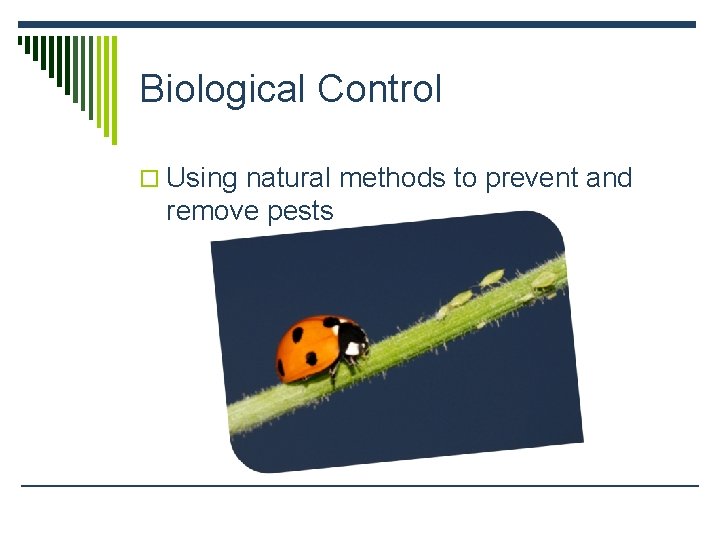 Biological Control o Using natural methods to prevent and remove pests 