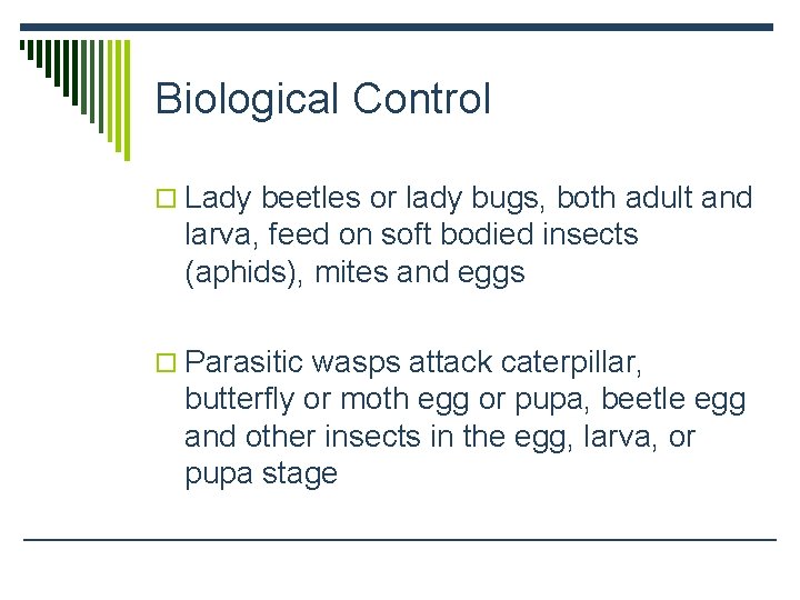 Biological Control o Lady beetles or lady bugs, both adult and larva, feed on