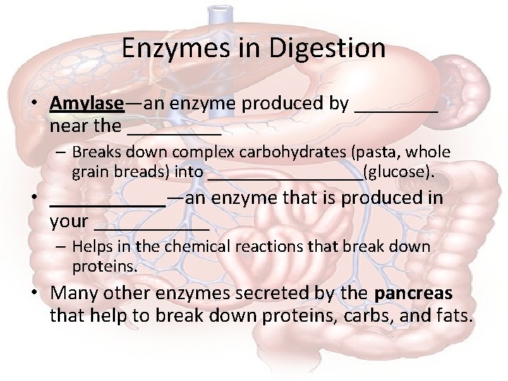 Enzymes in Digestion • Amylase—an enzyme produced by ____ near the _____ – Breaks