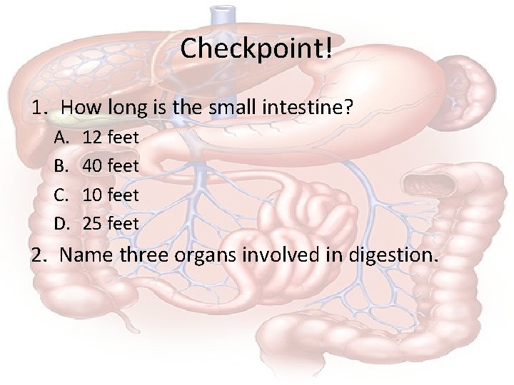 Checkpoint! 1. How long is the small intestine? A. B. C. D. 12 feet