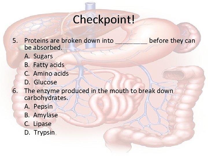 Checkpoint! 5. Proteins are broken down into _____ before they can be absorbed. A.