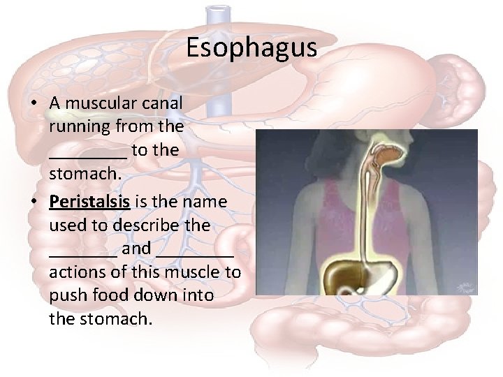 Esophagus • A muscular canal running from the ____ to the stomach. • Peristalsis