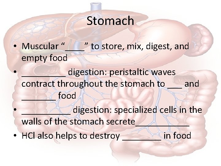 Stomach • Muscular “____” to store, mix, digest, and empty food • _____ digestion:
