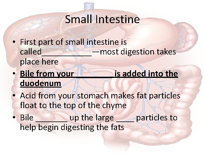 Small Intestine • First part of small intestine is called______—most digestion takes place here