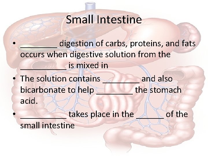 Small Intestine • ____ digestion of carbs, proteins, and fats occurs when digestive solution