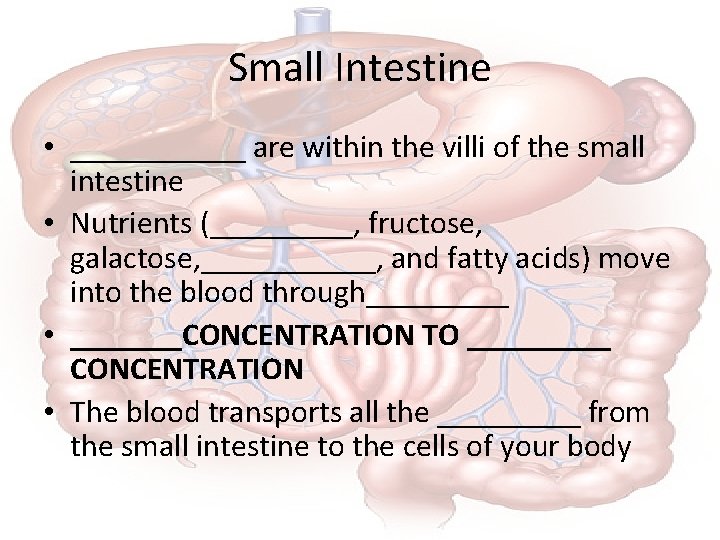 Small Intestine • ______ are within the villi of the small intestine • Nutrients