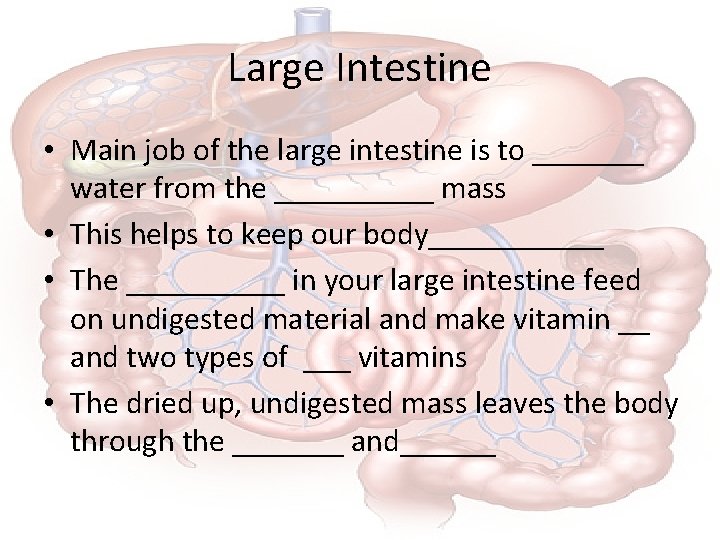 Large Intestine • Main job of the large intestine is to _______ water from
