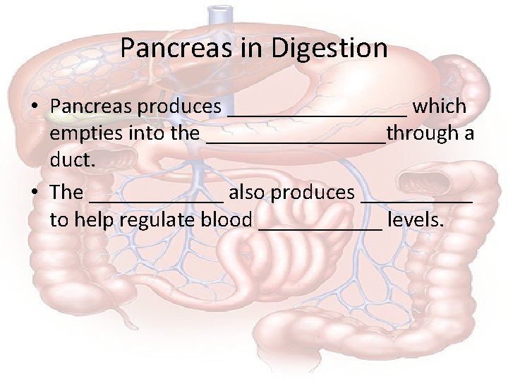 Pancreas in Digestion • Pancreas produces ________ which empties into the ________through a duct.