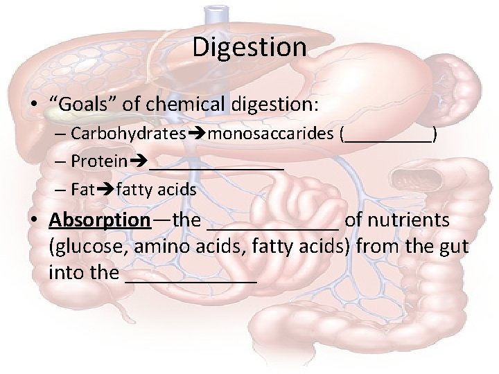 Digestion • “Goals” of chemical digestion: – Carbohydrates monosaccarides (_____) – Protein _______ –