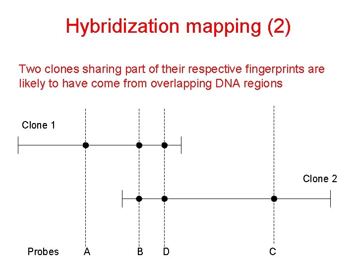 Hybridization mapping (2) Two clones sharing part of their respective fingerprints are likely to