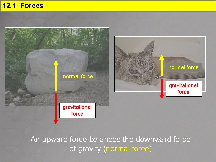 12. 1 Forces normal force gravitational force An upward force balances the downward force