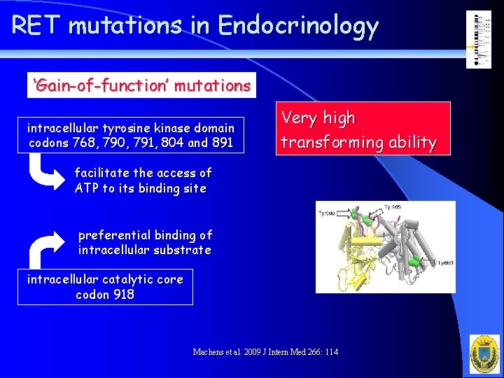 RET mutations in Endocrinology ‘Gain-of-function’ mutations intracellular tyrosine kinase domain codons 768, 790, 791,