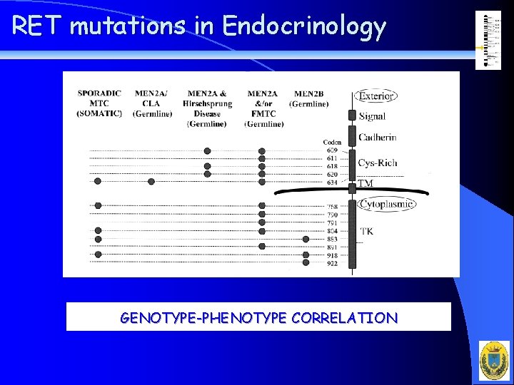 RET mutations in Endocrinology GENOTYPE-PHENOTYPE CORRELATION 