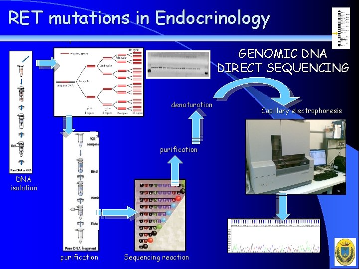 RET mutations in Endocrinology amplificazione del DNA GENOMIC DNA DIRECT SEQUENCING denaturation purification DNA