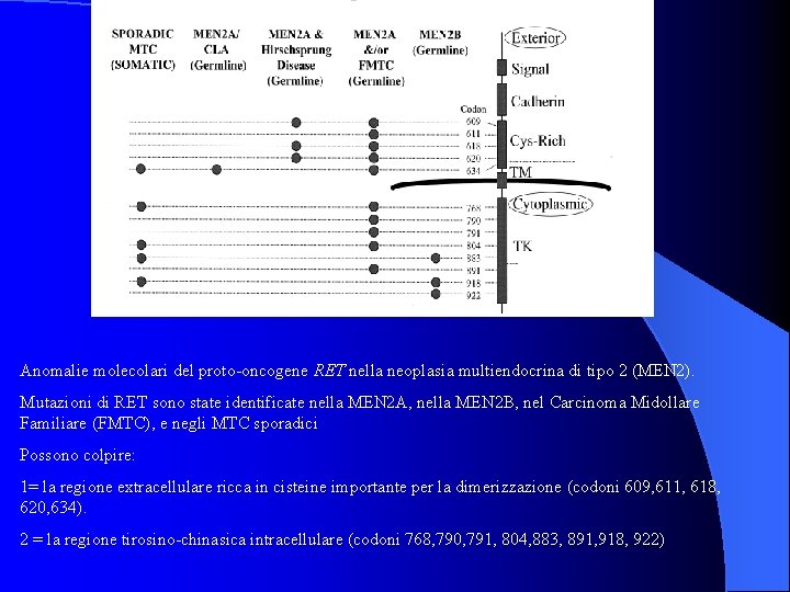 Anomalie molecolari del proto-oncogene RET nella neoplasia multiendocrina di tipo 2 (MEN 2). Mutazioni