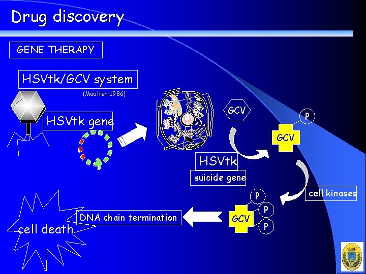 Drug discovery GENE THERAPY HSVtk/GCV system (Moolten 1986) HSVtk gene GCV P GCV HSVtk