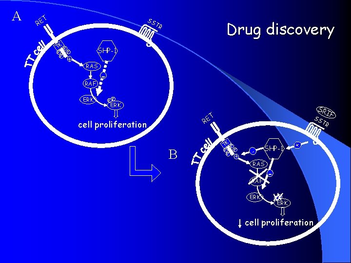 T SS RE TK P P + Drug discovery TR SHP-1 RAS RAF ERK