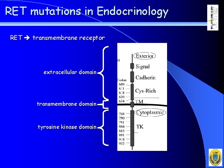RET mutations in Endocrinology RET transmembrane receptor extracellular domain transmembrane domain tyrosine kinase domain