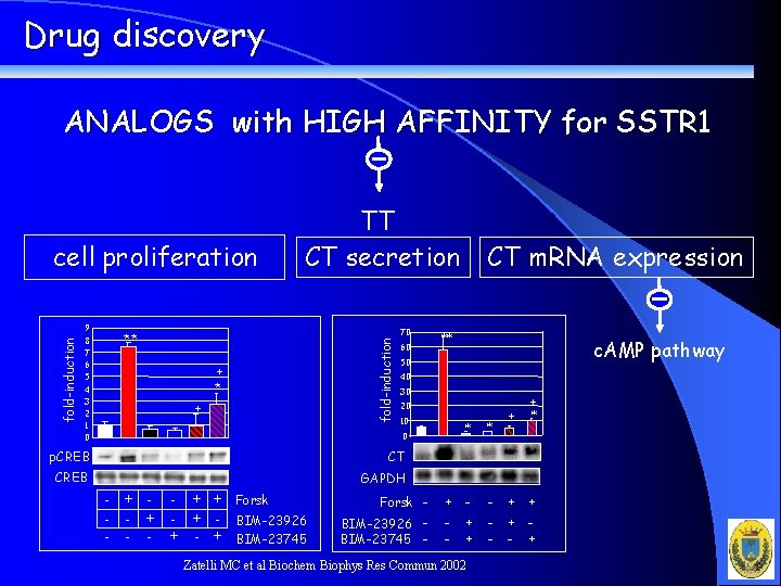 Drug discovery ANALOGS with HIGH AFFINITY for SSTR 1 9 8 7 6 5