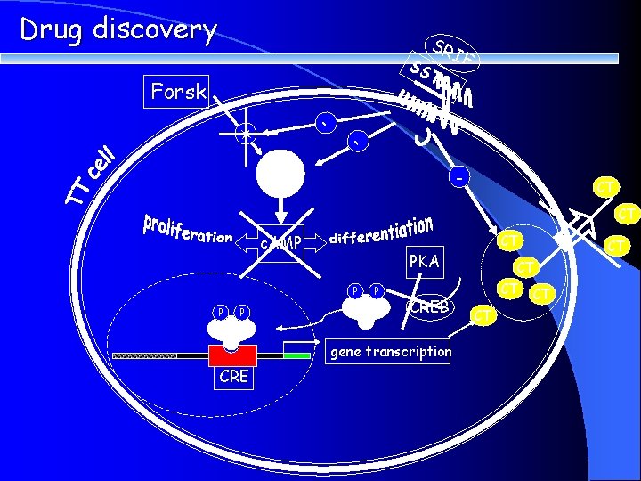 Drug discovery SS SR IF TR Forsk 1 - + AC - CT CT