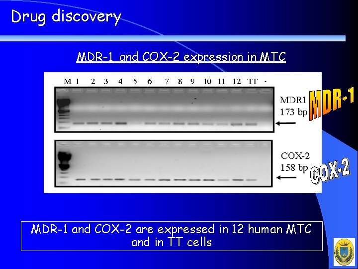 Drug discovery MDR-1 and COX-2 expression in MTC MDR-1 and COX-2 are expressed in