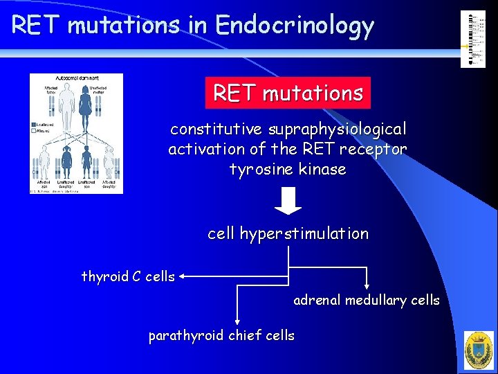 RET mutations in Endocrinology RET mutations constitutive supraphysiological activation of the RET receptor tyrosine