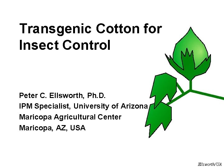 Transgenic Cotton for Insect Control Peter C. Ellsworth, Ph. D. IPM Specialist, University of