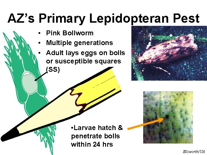AZ’s Primary Lepidopteran Pest • Pink Bollworm • Multiple generations • Adult lays eggs