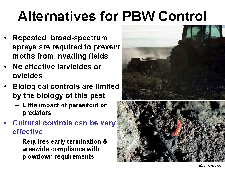 Alternatives for PBW Control • Repeated, broad-spectrum sprays are required to prevent moths from